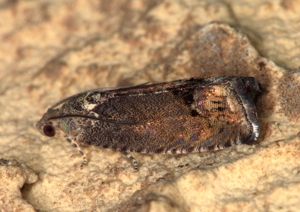 Richiesta conferma Tortricidae - Cydia splendana